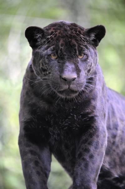 Image scolaire  zoo.beauval.jaguar.noir