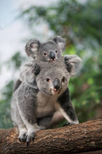 Image scolaire  zoo.beauval.koala