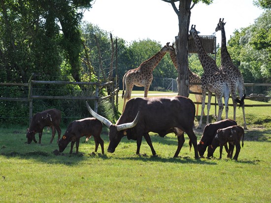 image France parc planete sauvage girafe