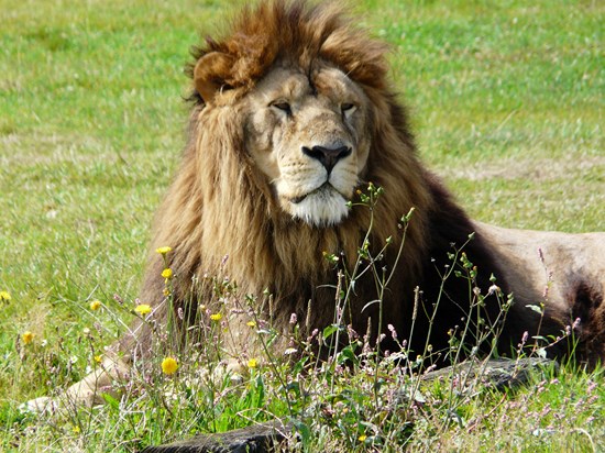 image France parc planete sauvage lion