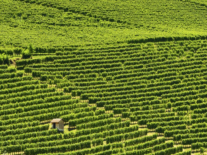 image Italie langhe tapis de vignes