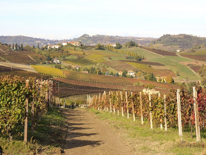 image Italie langhe vigne