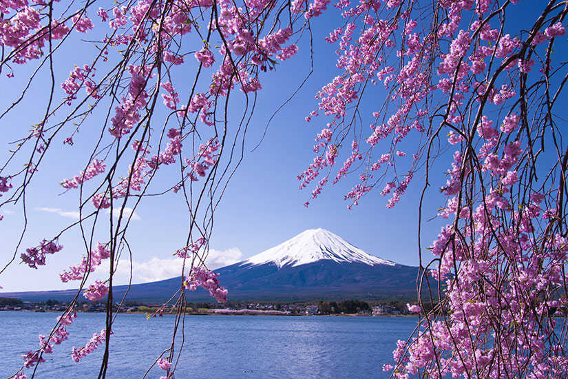 image Japon Mont Fuji fleur cerisier  fo