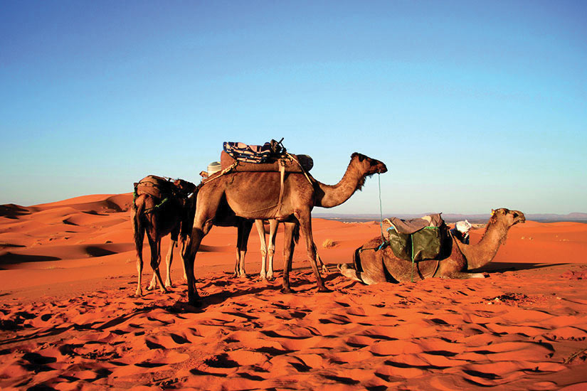 image Maroc Chameaux dans desert Sahara  it