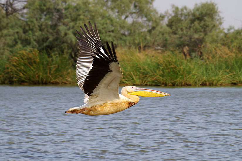 image Senegal Djoudj pelican  it