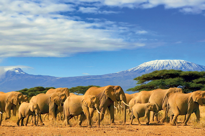 image Tanzanie Kilimandjaro et elephants 65 it 820399474