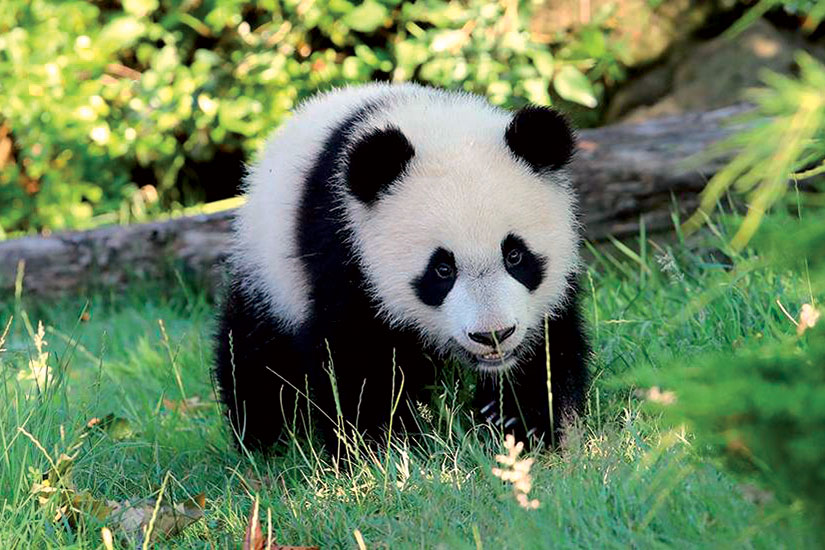 image bebe pandaa