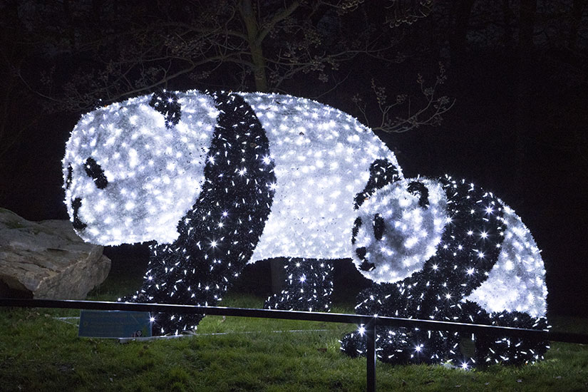image panda illumines