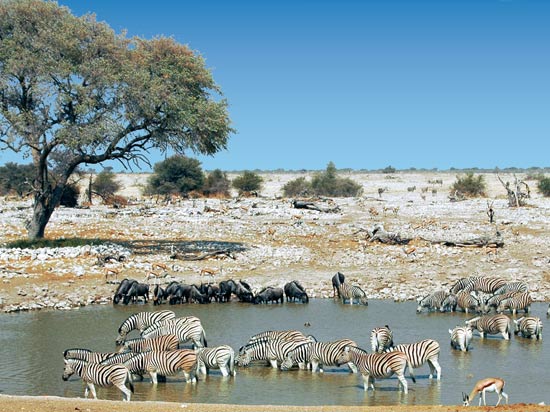 voyage namibie etosha