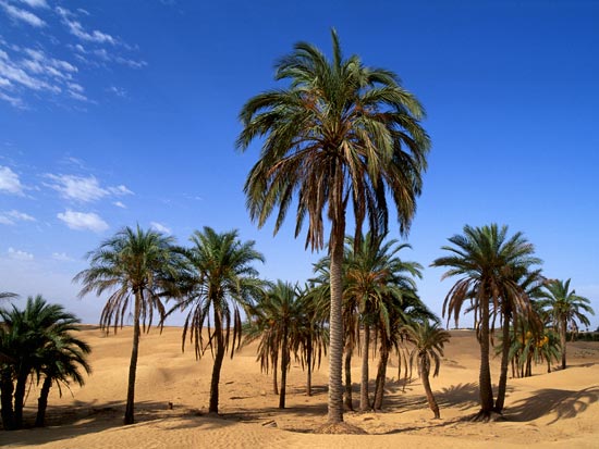 voyage tunisie tozeur desert
