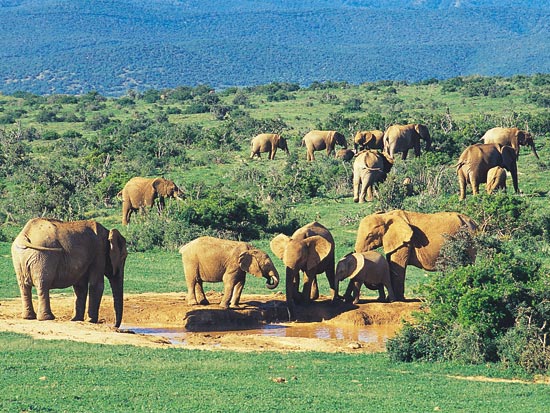 voyage afrique du sud elephant