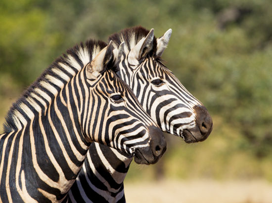 NT afrique du sud parc kruger zebre  fotolia