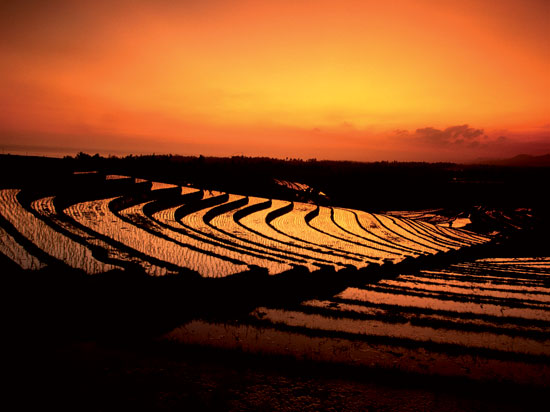 (Image) indonesie bali riziere 