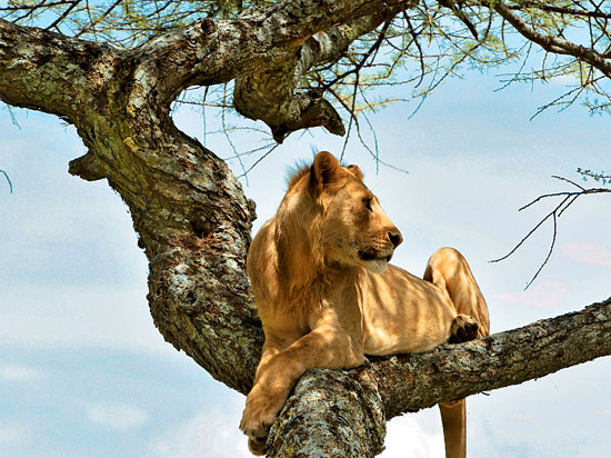 afrique du sud 2012 lionne